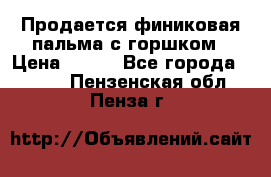 Продается финиковая пальма с горшком › Цена ­ 600 - Все города  »    . Пензенская обл.,Пенза г.